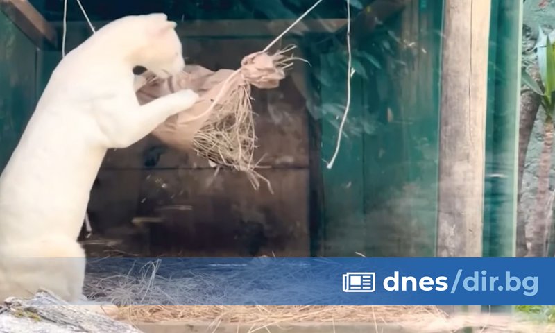 В природозащитен парк в Меделин е открит оцелот албинос -