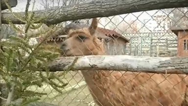 В зоопарка във Варна за поредна година се провежда кампанията