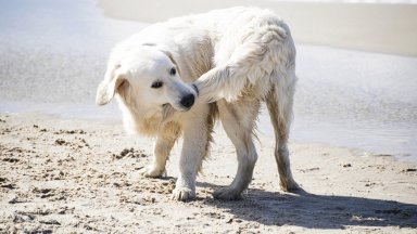 Опашката на кучето играе малка роля при тичането и скачането