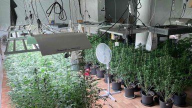 Две наркооранжерии бяха разкрити при спецоперация на полицаи от СДВР съобщиха