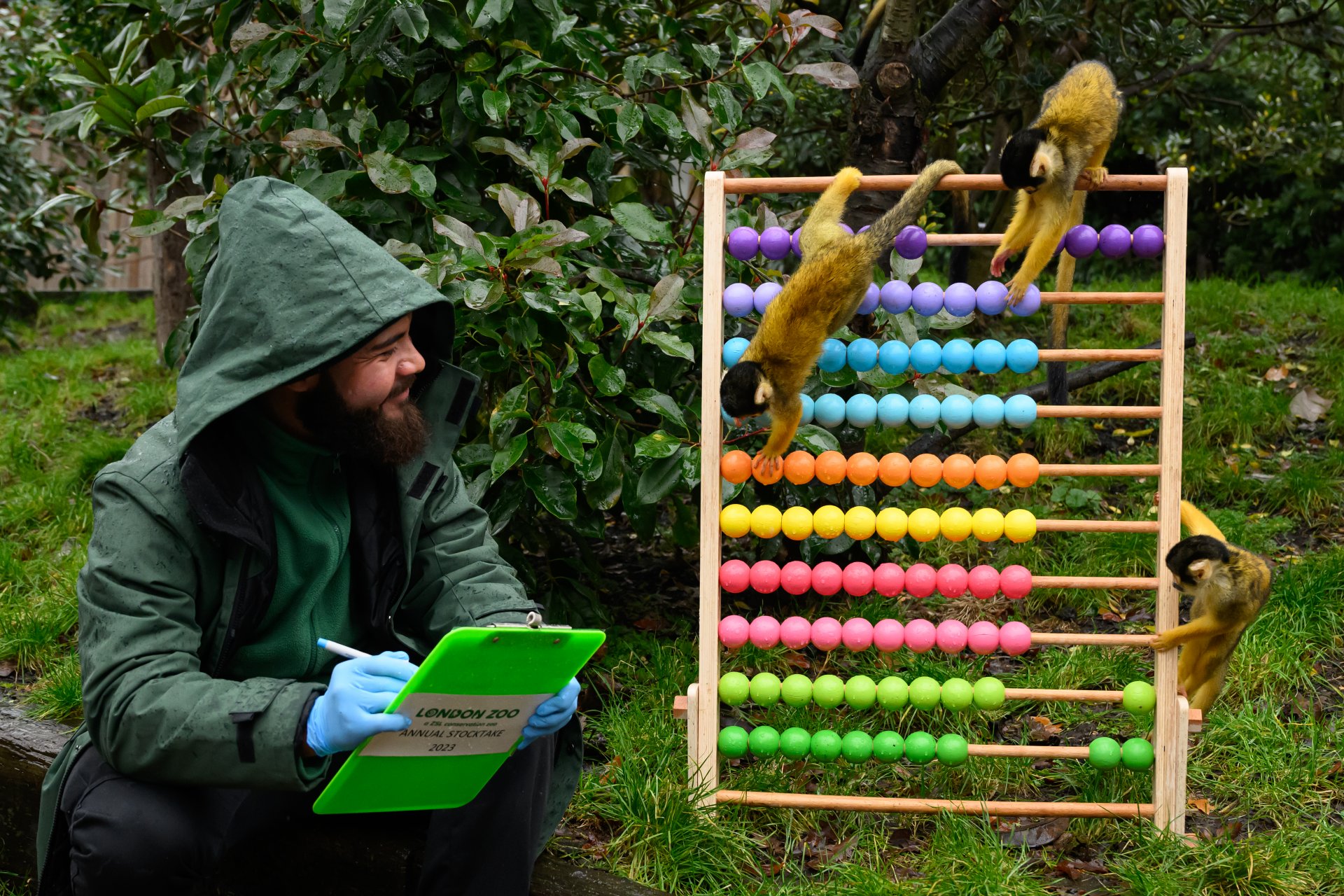 Катерици-маймуни шават по сметало по време на фотосесия, за да илюстрират годишната инвентаризация в Лондонския зоопарк на 3 януари 2023 г. в Лондон, Англия.
