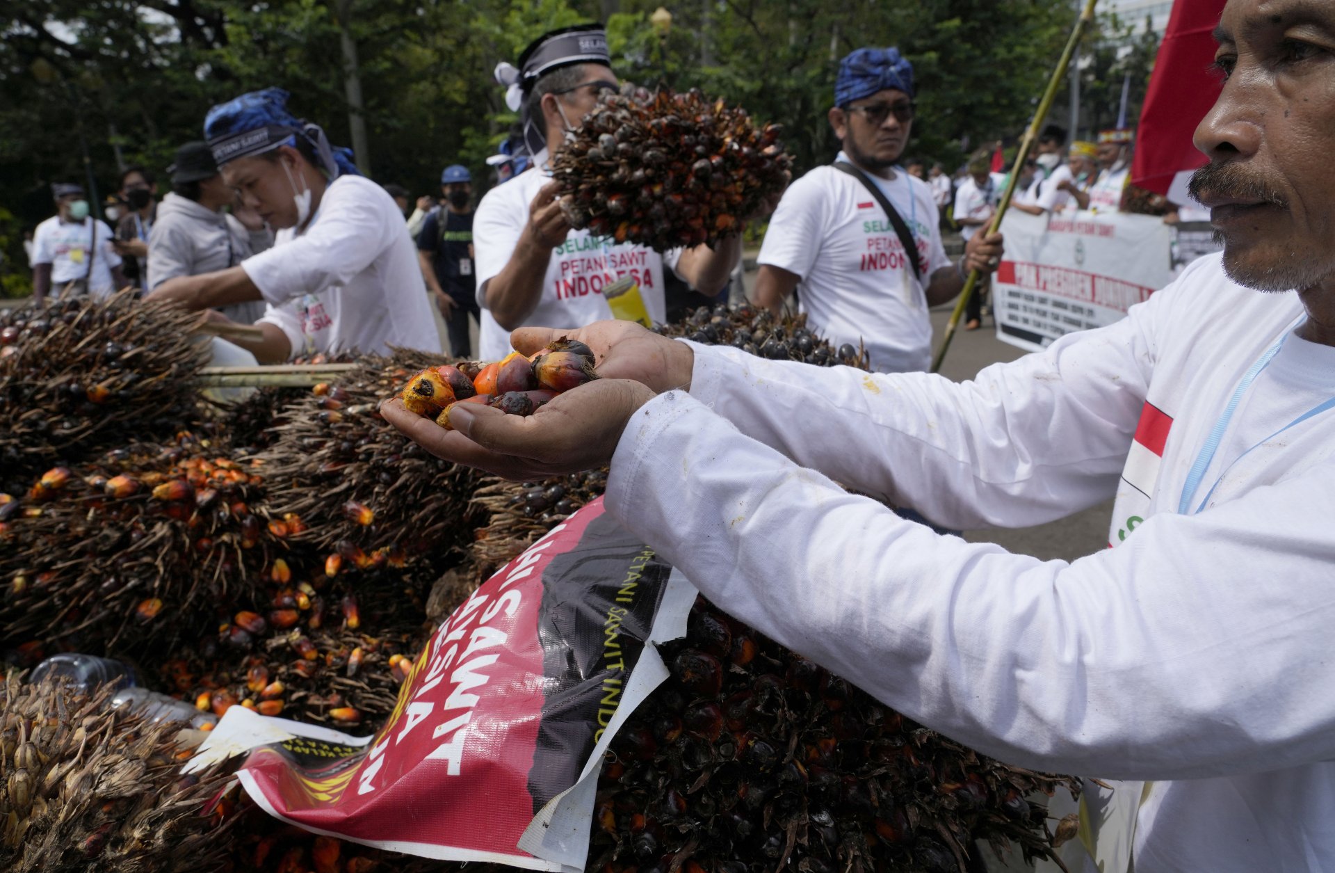 Фермери в Индонезия протестират с палмови плодове и с искане за вдигане на забраната за износ на палмово масло, 17 май 2022 г.