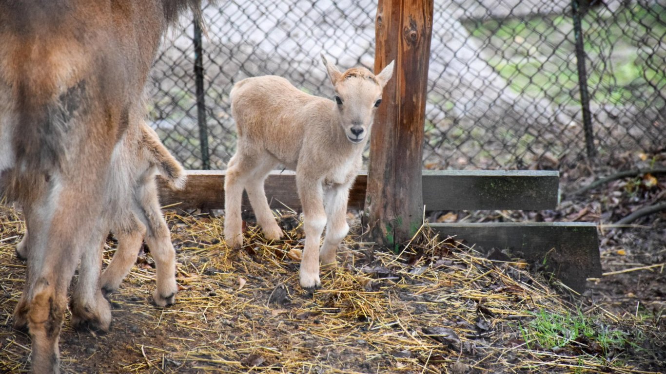 Две бебета козирог се родиха в благоевградския зоопарк