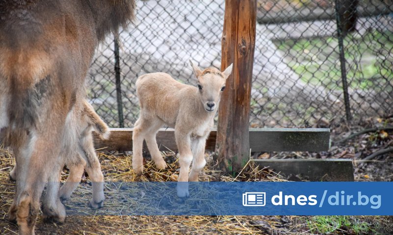 Зоопаркът в Благоевград се сдоби с нови обитатели. Отскоро мястото