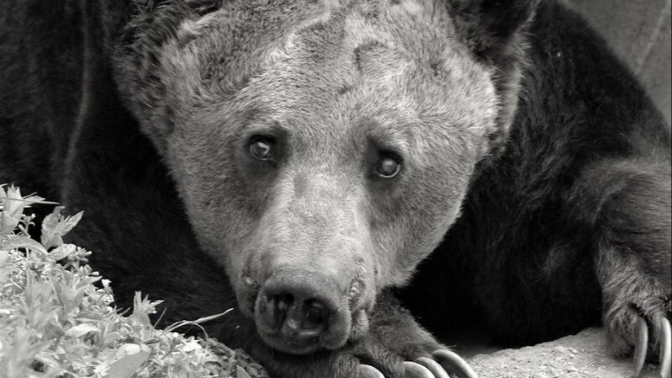 Почина 36-годишният мечок Добри - един от най-старите обитатели на парка в Белица