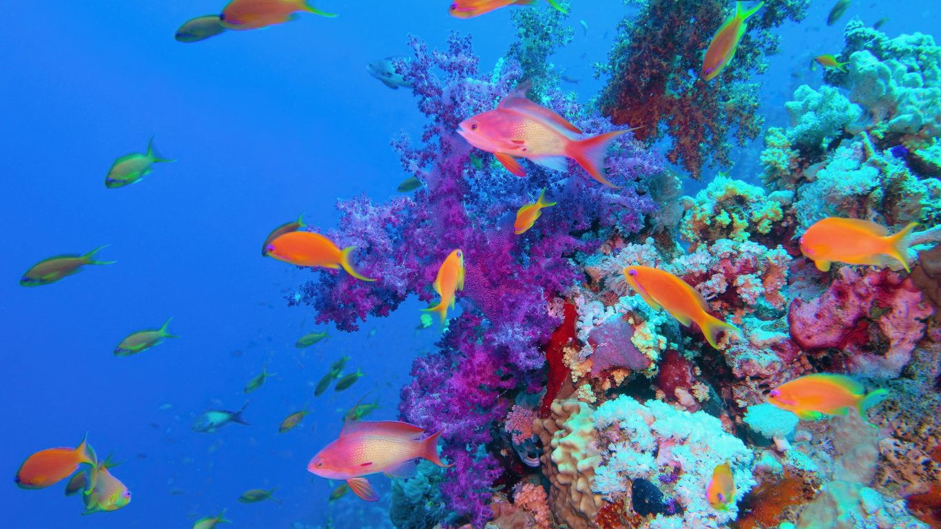 Глобалното затопляне "убива" Големия бариерен риф