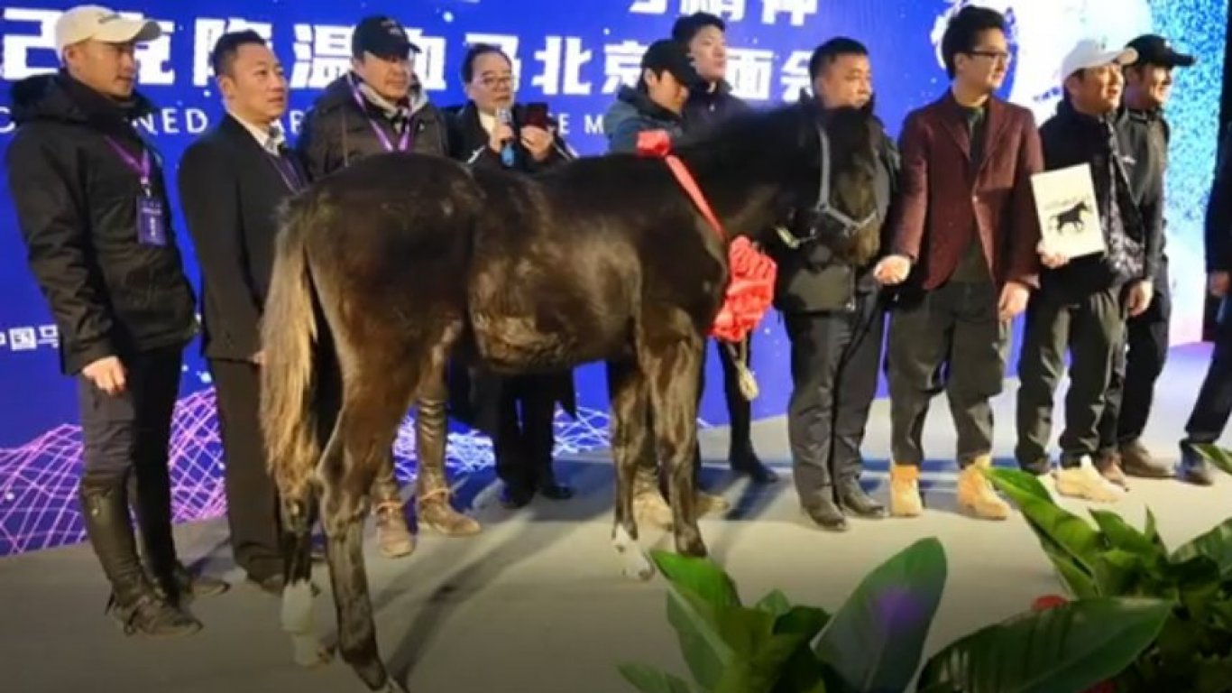 Китай показа първия си клониран кон (видео)
