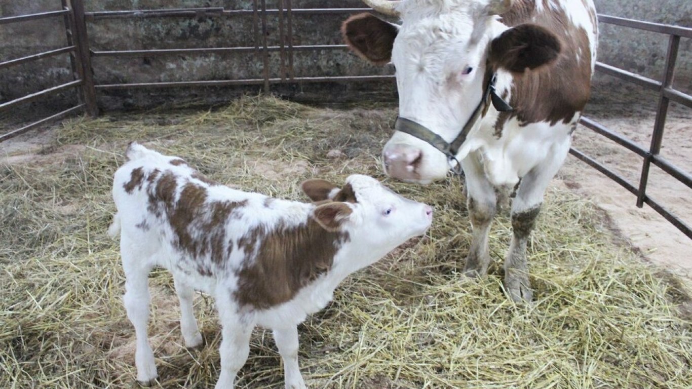 Клонирана крава даде потомство за първи път в Русия