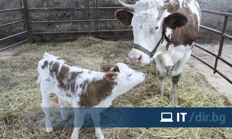 Кая е много умно куче! Доведе я преди няколко месеца