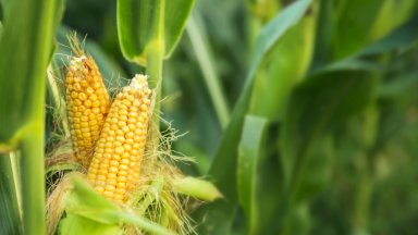 Аржентинско откритие може да увеличи реколтата от царевица