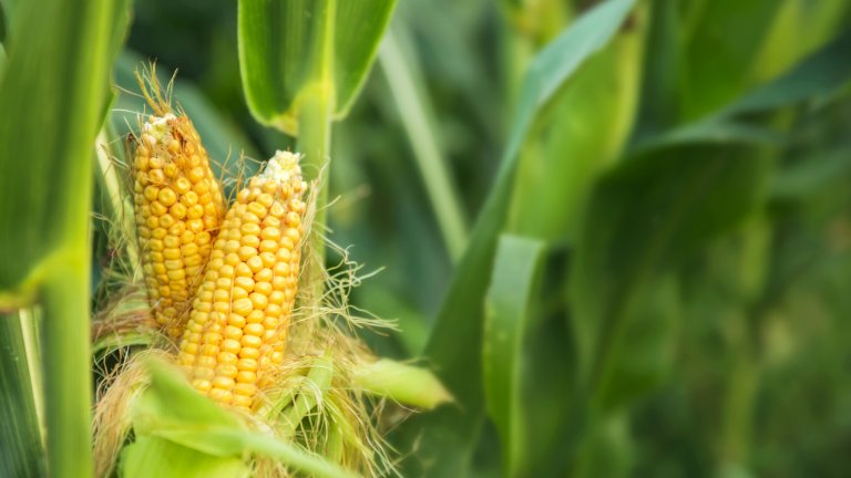 Учени откриха нов начин за синтез на нишесте и протеини от царевица