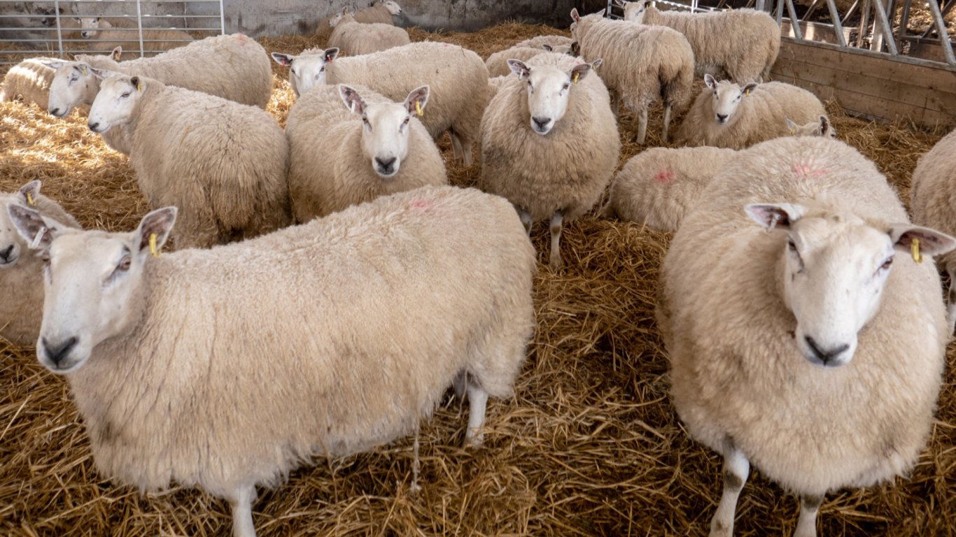 Петима в ареста за кражба на 100 бременни овце за 50 000 лв. от ферма край Сливен