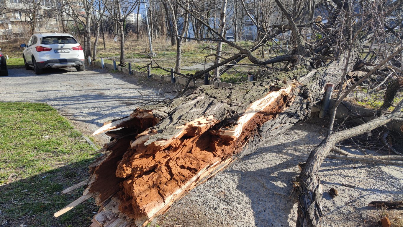 Дърво падна върху кола в София, по чудо невредими останаха жена и дете (снимки/видео)