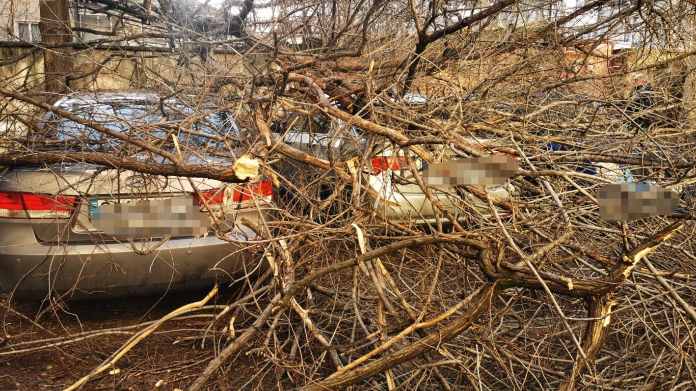 Стихията вилнее: Дърво се стовари върху пейка с деца в Пловдив, откараха ги в болница 
