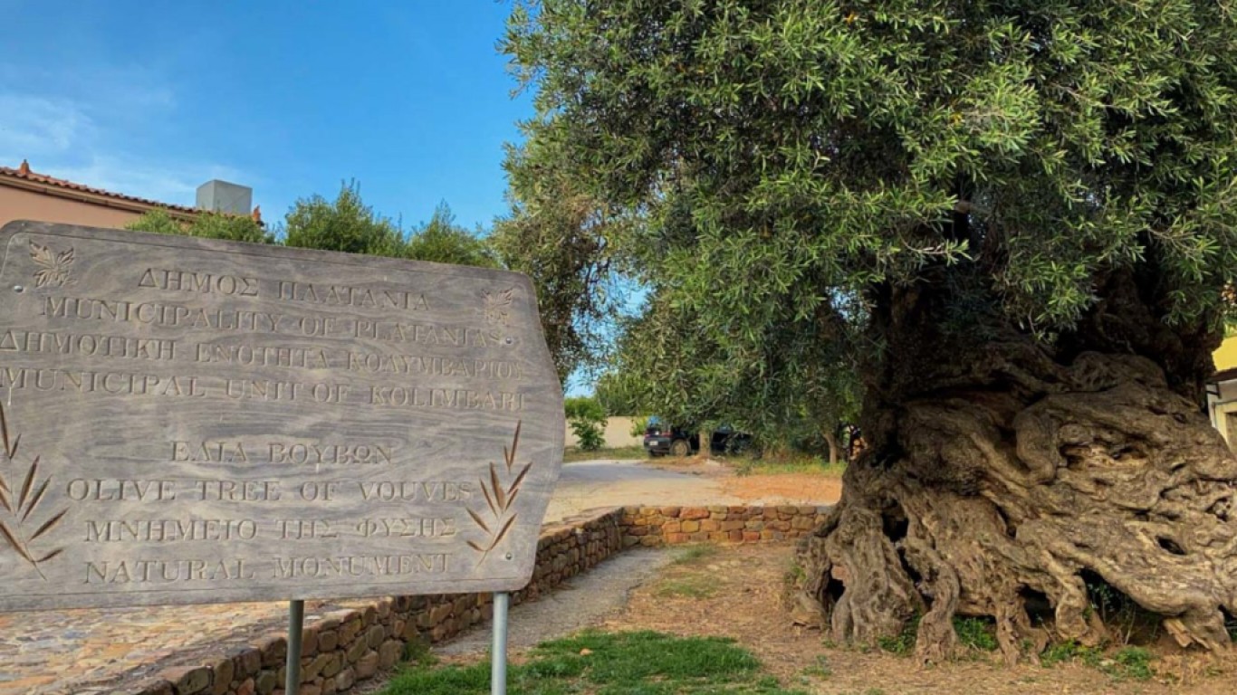 Къде расте най-старото живо маслиново дърво в света?(видео)