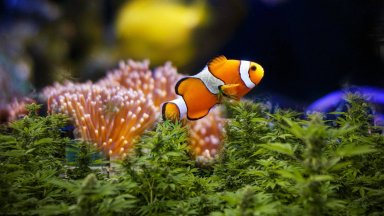 Хитроумно скрита нарколаборатория е била открита в частен дом както