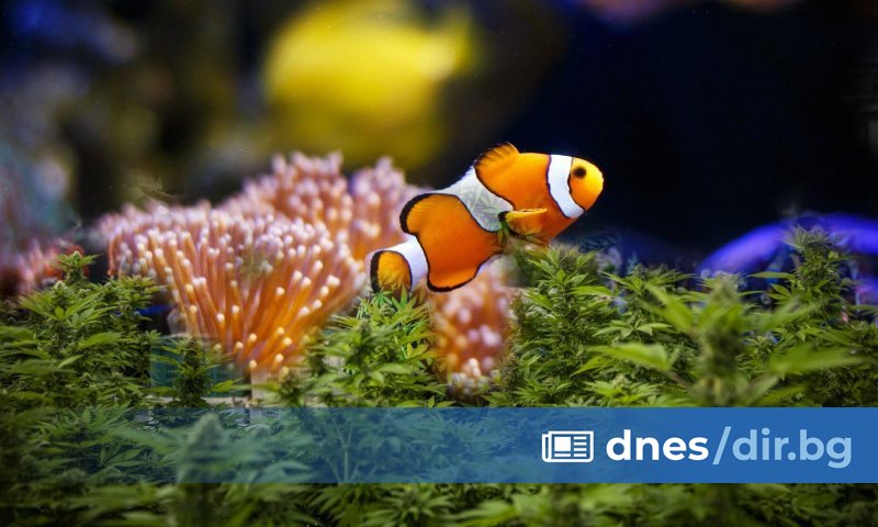 Хитроумно скрита нарколаборатория е била открита в частен дом, както