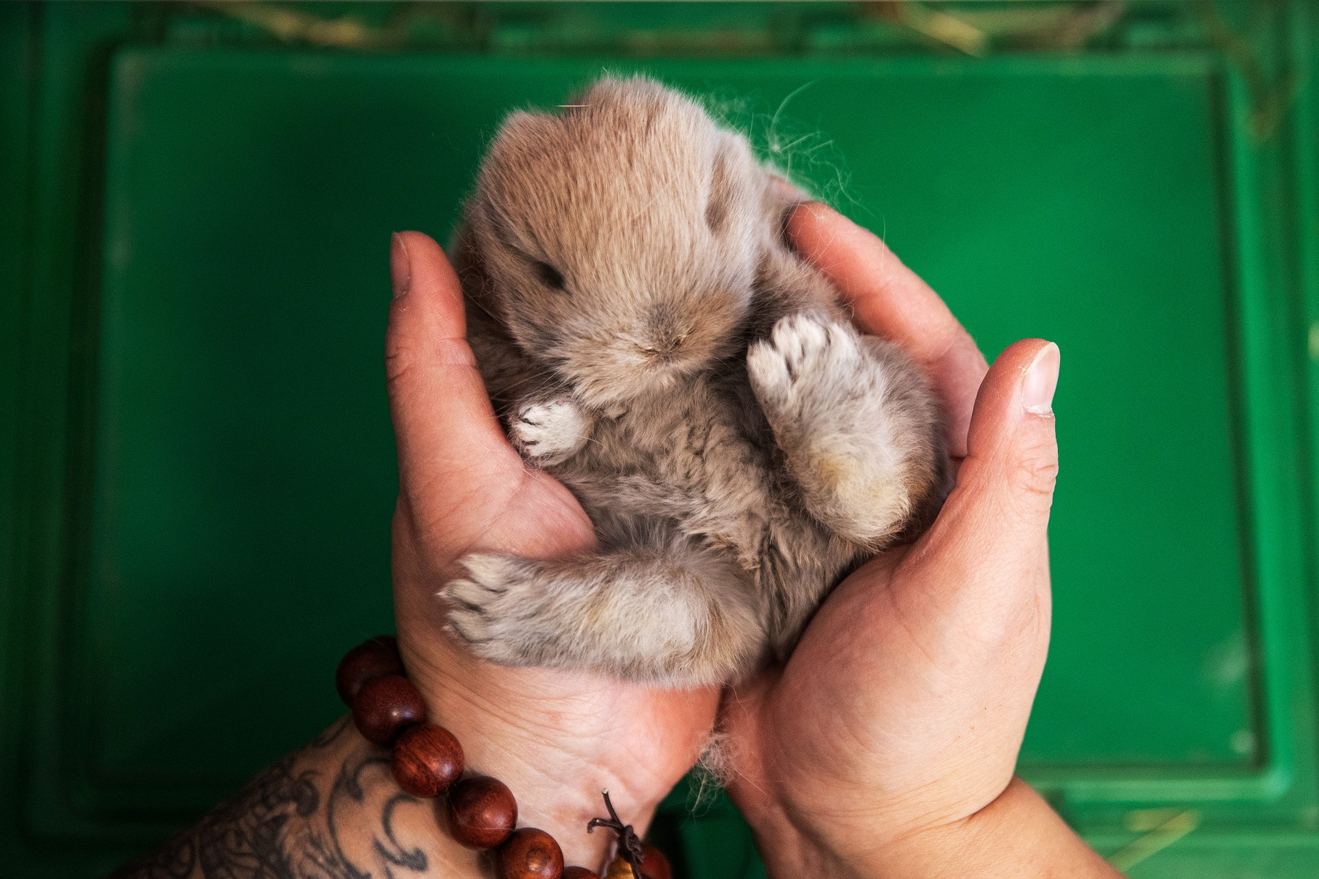 Цай Ксунинг на 36 години се грижи за домашни зайци в зоомагазин. Тя е развъдчик и собственик и споделя за  нарастване на интереса към животнките в очакване на Пролетния фестивал на 22 януари, който поставя началото на Годината на Заека.