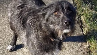 Полицията в Силистра задържа 59 годишен причинил смърт на животни съобщиха