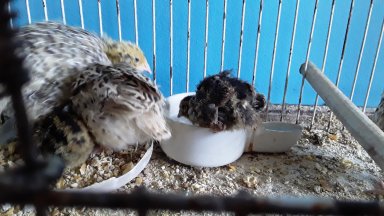 Инспектори по безопасност на храните откриха огнище на птичи грип в обект за