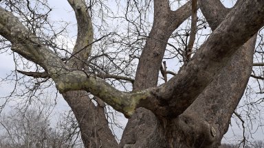 Случайно откриха най-старото дърво в Турция - огромен чинар