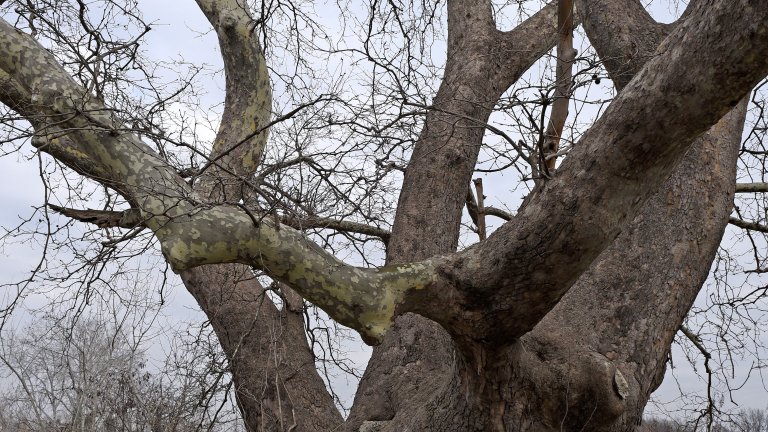 Случайно откриха най-старото дърво в Турция - огромен чинар