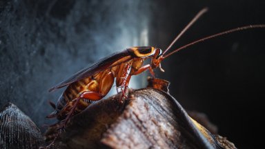 Пет ефективни начина за борба с хлебарки, за които разбрахме от Интернет