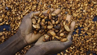 Електронни карти за какаото: ето как ще се следи изкъсо пътя на всяко зърно