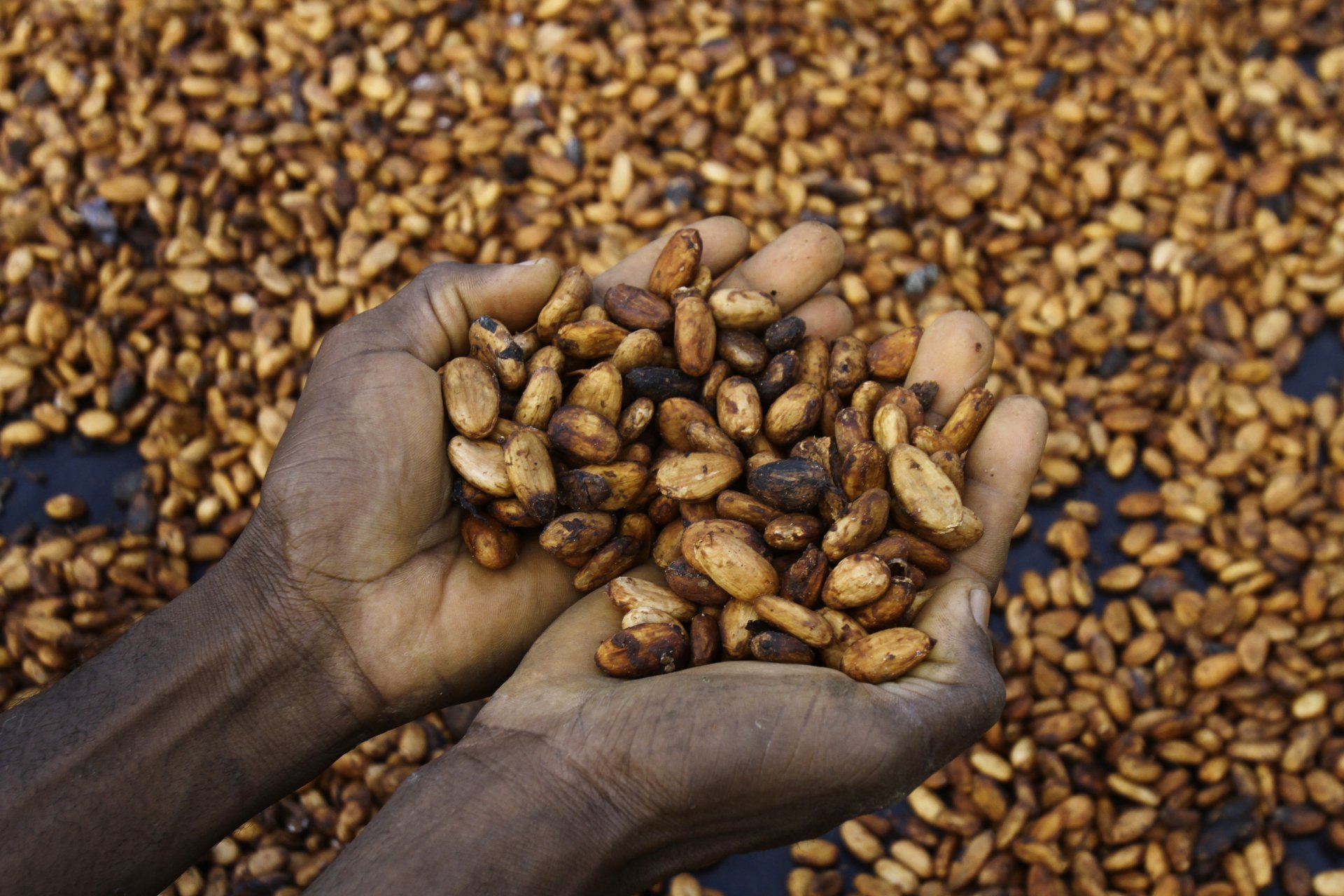Цената на какаовите зърна  скочи до исторически върхове на фона на намаляващата реколта в Западна Африка