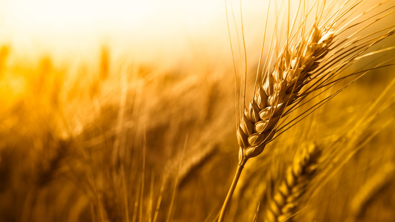 Пшеничный режим Петра Дунова начинается 8 февраля 