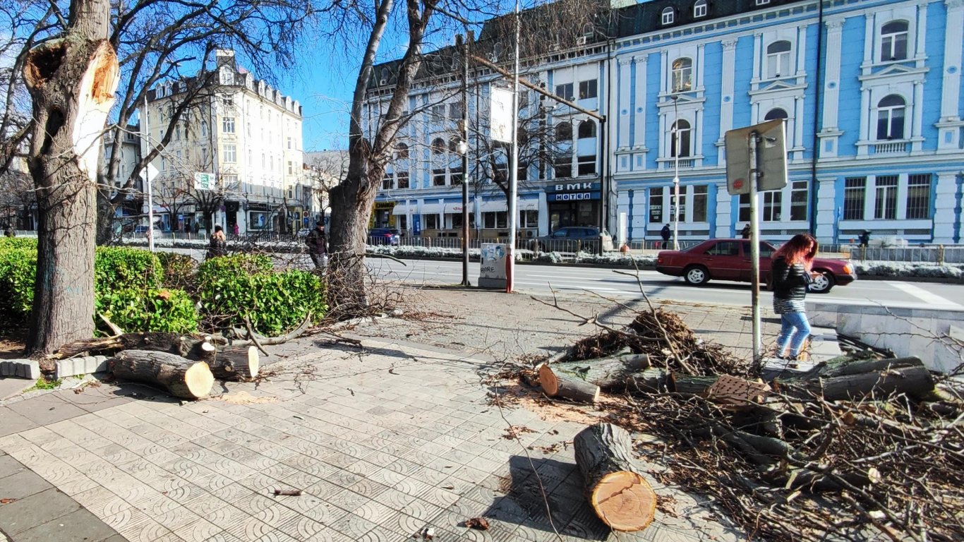 Силен вятър прекърши дървета, отнесе ламарини и счупи стъкла във Варна (снимки)