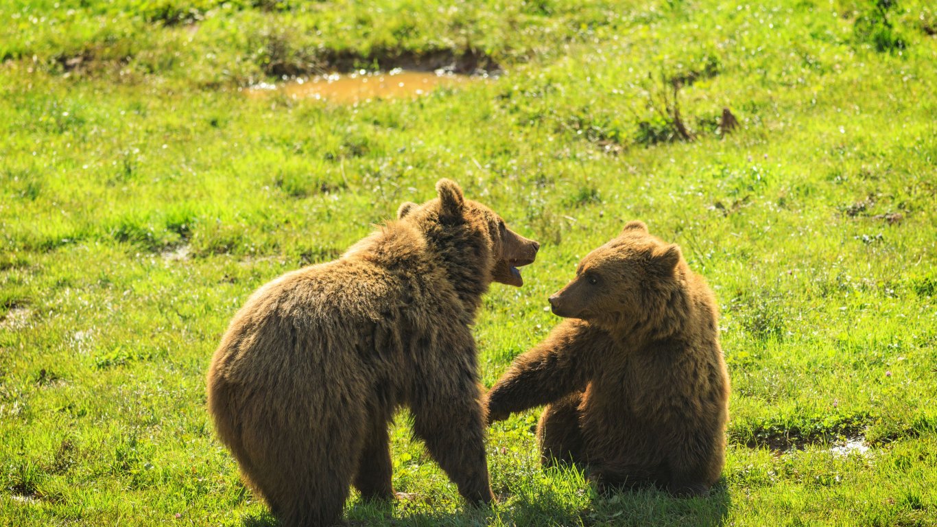 Около 370 мечки живеят в Кантабрийските планини в Северна Испания