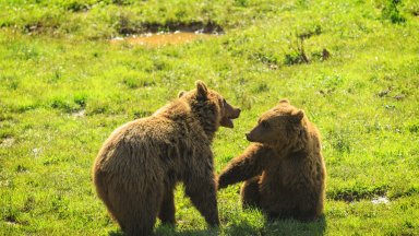 Нападенията на мечки над хора в Япония са рекордно високи заради липсата на храна