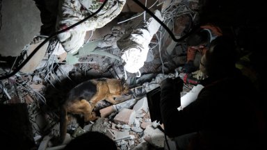 Спасително куче загина в Турция, почетоха го на специална церемония (видео)