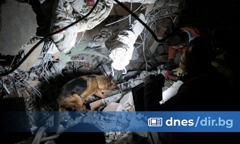 Едно от десетките спасителни кучета, които заедно с обучени екипи