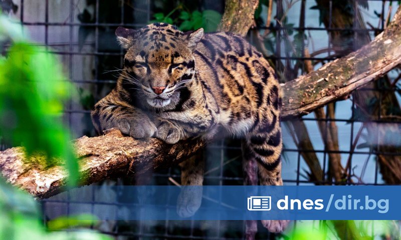 Община Пловдив няма да кандидатства за довършването на зоологическата градина