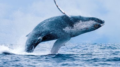 Дълбоководният добив на полезни изкопаеми пречи на песните на китовете