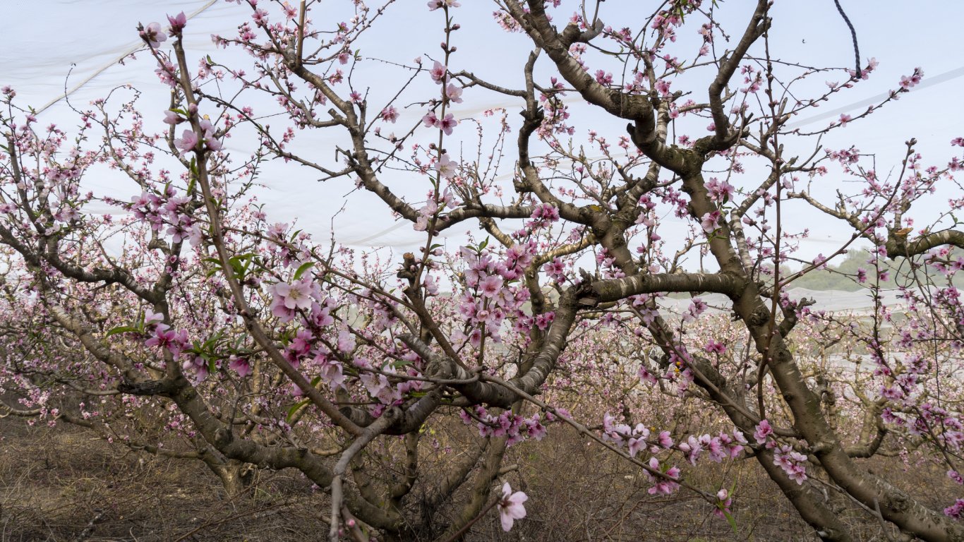Роми от сливенското гето унищожиха 360 прасковени дръвчета в овощна градина