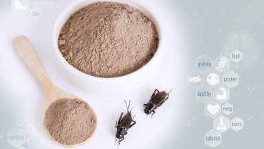Румъния забрани използването на брашно от насекоми в традиционни продукти