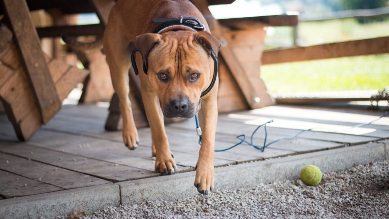 Куче нахапа 5-годишно момиченце, а стопанинът заплаши майката на детето с нож