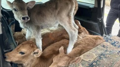 Сливенски полицаи спряха шофьор на лек автомобил който превозвал седем