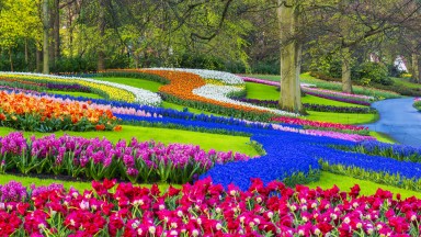 Най-голямата градина с лалета в света очаква почитателите си