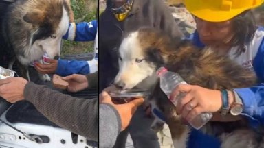 Куче беше извадено живо изпод развалините на срутила се сграда