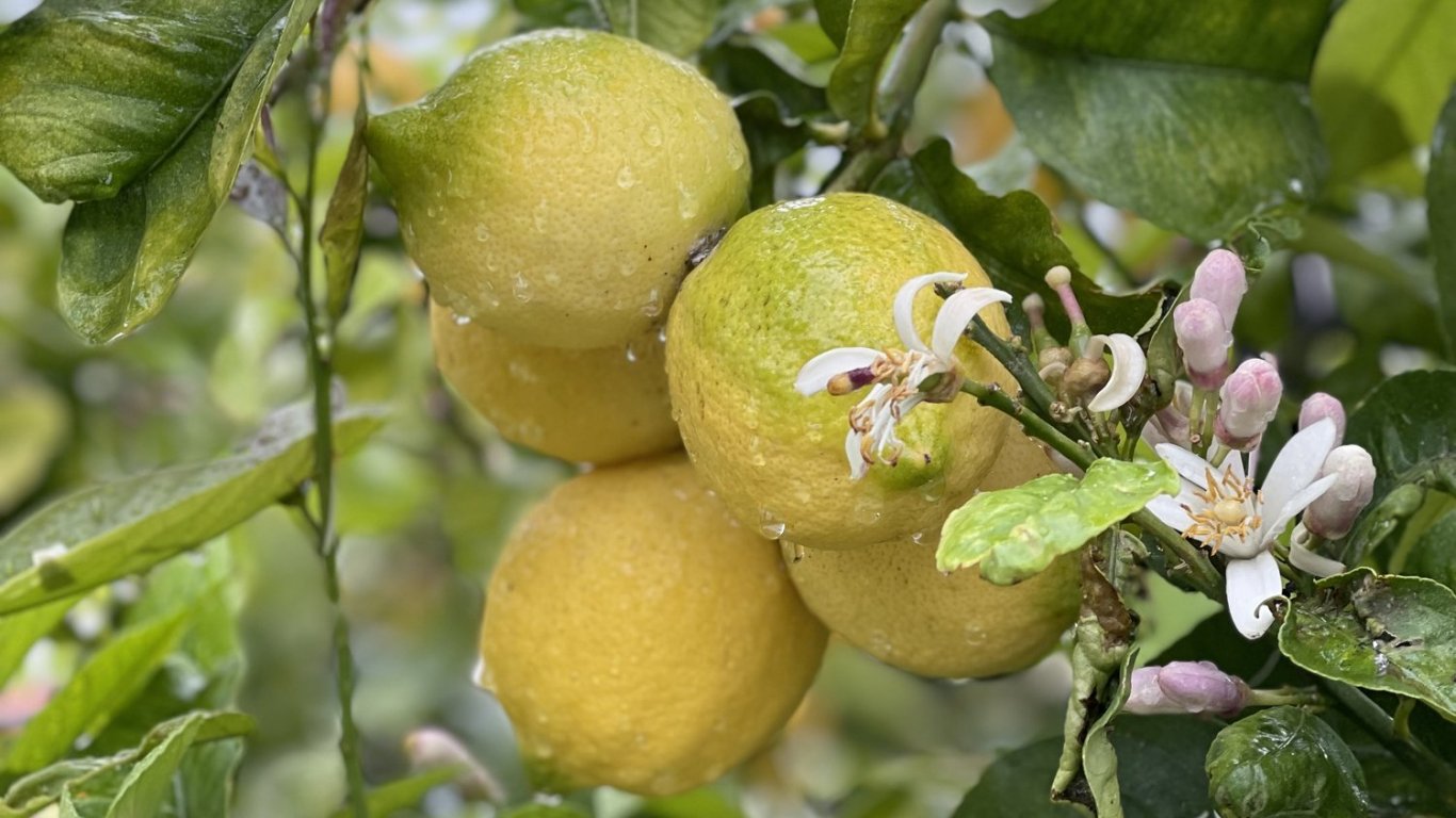 Албания отглежда най-скъпите лимони, но ги продава само навън