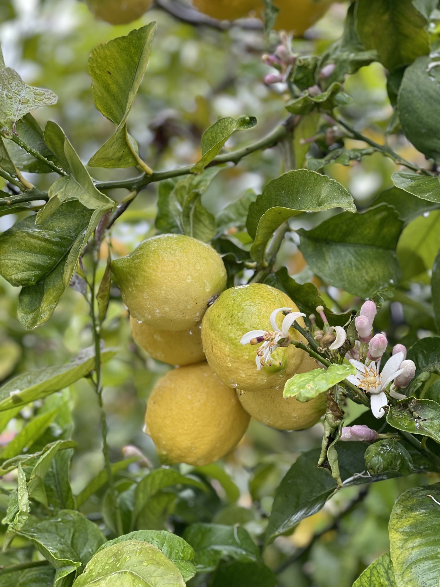 Снимката на лимоново дърво с плод е илюстративна