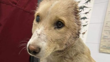  Поредна свирепост: Отрязаха до скалп ушите на бездомно кученце в София (снимки) 