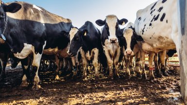 Нидерландското правителство изкупува животновъдни ферми: защо го прави