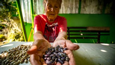 Шареният боб на баба Ленка вече е депозиран в Световната банка за семена в архипелага Свалбард