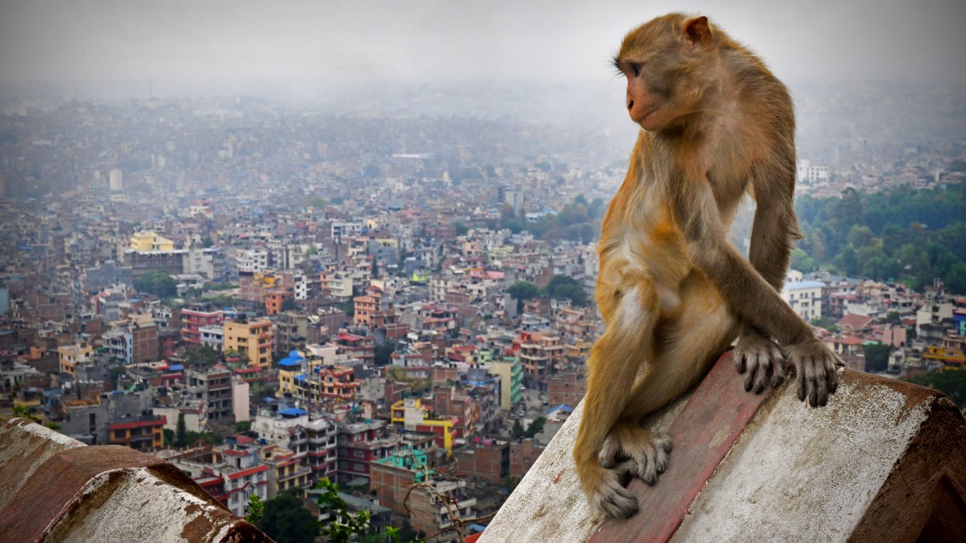 Климатичните промени в миналото убили маймуна-гигант