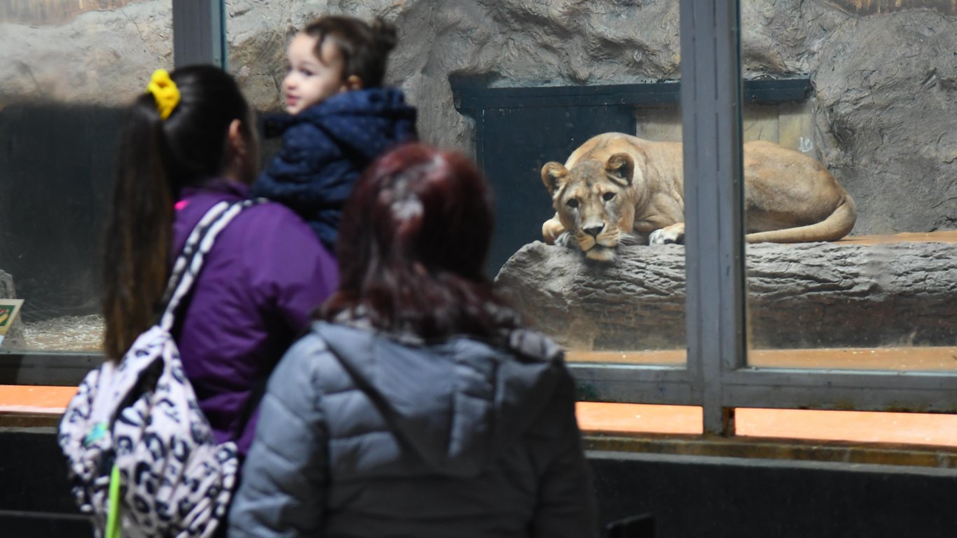 Sofia Zoo разшири колекцията си с два черни ягуара 